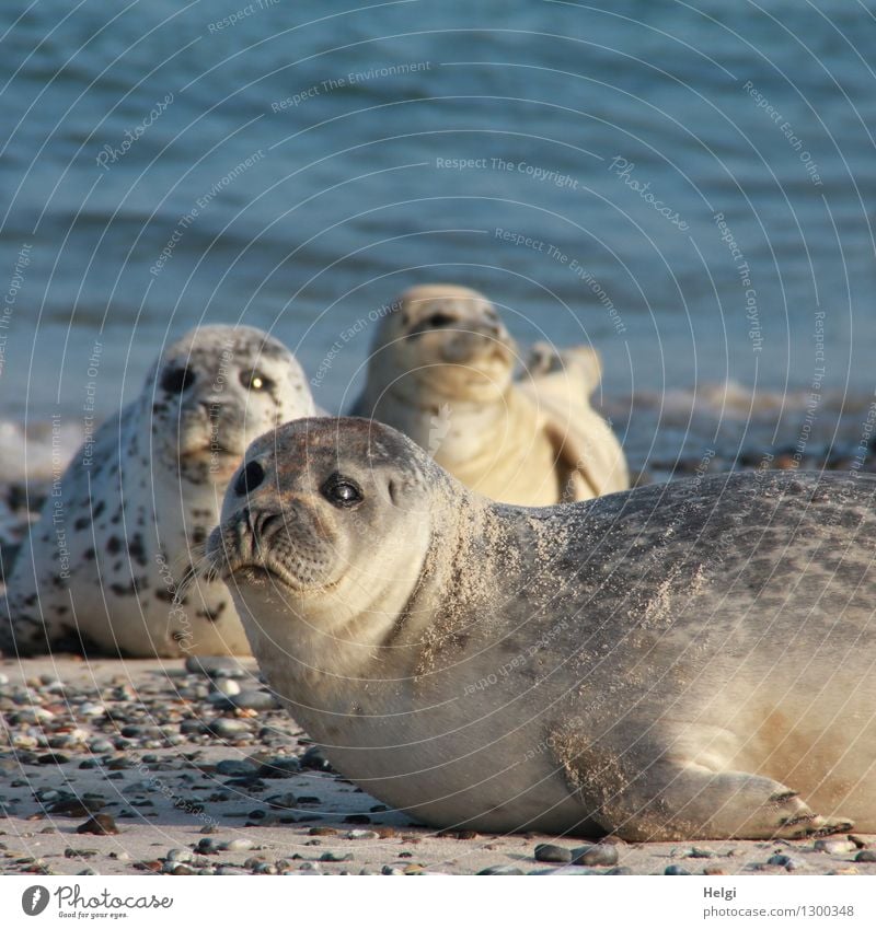 ziemlich nah... Umwelt Natur Tier Wasser Sommer Schönes Wetter Strand Nordsee Insel Helgoland Wildtier Seehund 3 liegen Blick außergewöhnlich Zusammensein