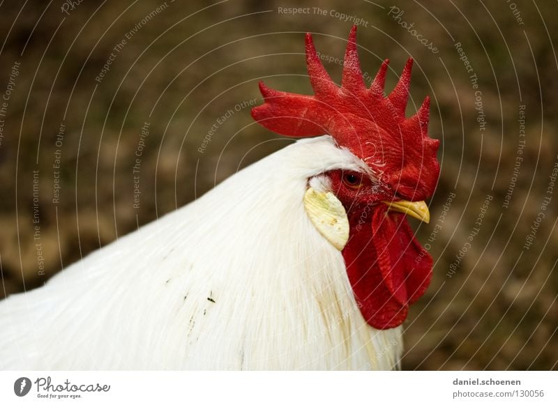 Männer eben ! Hahn maskulin rot weiß schwarz Allüren beeindruckend Schnabel Silhouette Haustier Tier Nutztier Vogel imponieren Feder Profil Angeben