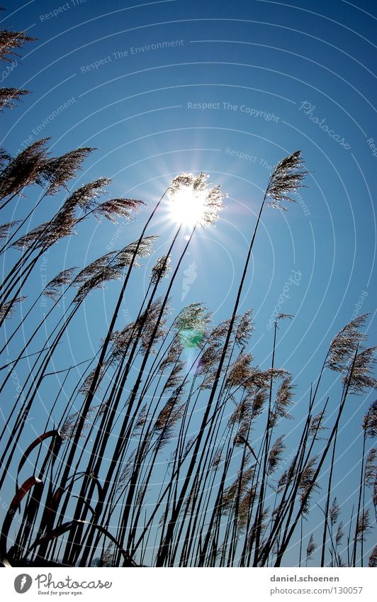 Grassonne Sonnenstrahlen Licht Gegenlicht Halm zyan Sommer Himmel Himmelskörper & Weltall Beleuchtung Wetter Schönes Wetter blau