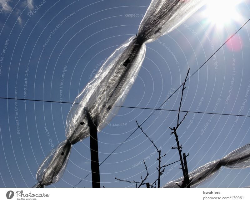 vernetzte Bäume 2 Baum Apfelbaum Plantage Stab Draht Landwirtschaft Licht Obstbau weiß Gegenlicht Wolken Netz Reihe Ackerbau Himmel Sonne Beleuchtung blau Ast