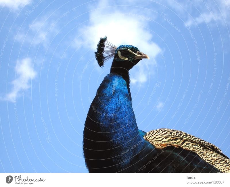 Und was willst Du? Pfau Wolken Tier Vogel blau Himmel Feder