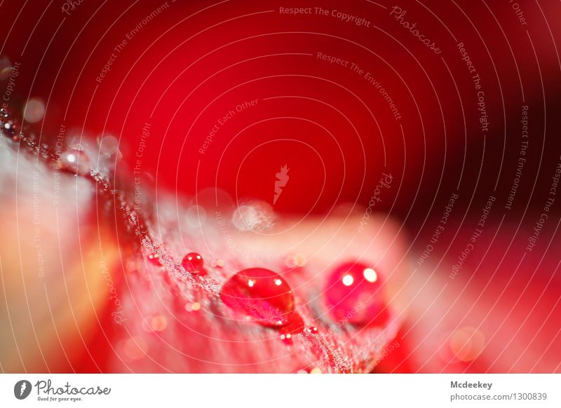 Perlenrot I Umwelt Natur Pflanze Wasser Wassertropfen Sommer Blume Blatt Blüte Wildpflanze exotisch Blühend leuchten Wachstum ästhetisch authentisch Duft