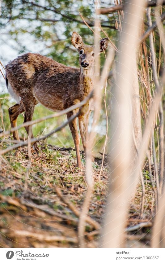 Tierisch gut: Bambi Sonnenaufgang Sonnenuntergang Frühling Schönes Wetter Wald Wildtier 1 außergewöhnlich Kitsch wild Reh Schüchternheit Farbfoto Außenaufnahme