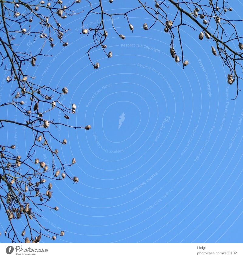 Knubbel-Zweige.... Frühling Baum leer Quadrat lang dünn kurz dick emporragend Wegrand Pflanze Wachstum Park Ast Samen Samenhüllen knubbelig oben hoch Himmel