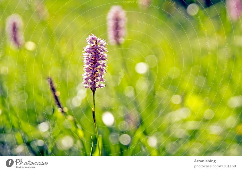 Zahnbürste Umwelt Natur Landschaft Pflanze Sommer Wetter Schönes Wetter Blume Gras Blatt Blüte Grünpflanze Wildpflanze Knöterich Wiese Österreich hell grün