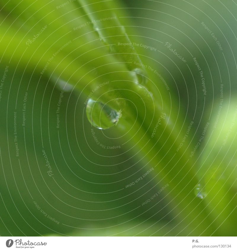 Detail einer Oleanderpflanze grün Makroaufnahme Pflanze Farbe Wasser Wassertropfen Detailaufnahme