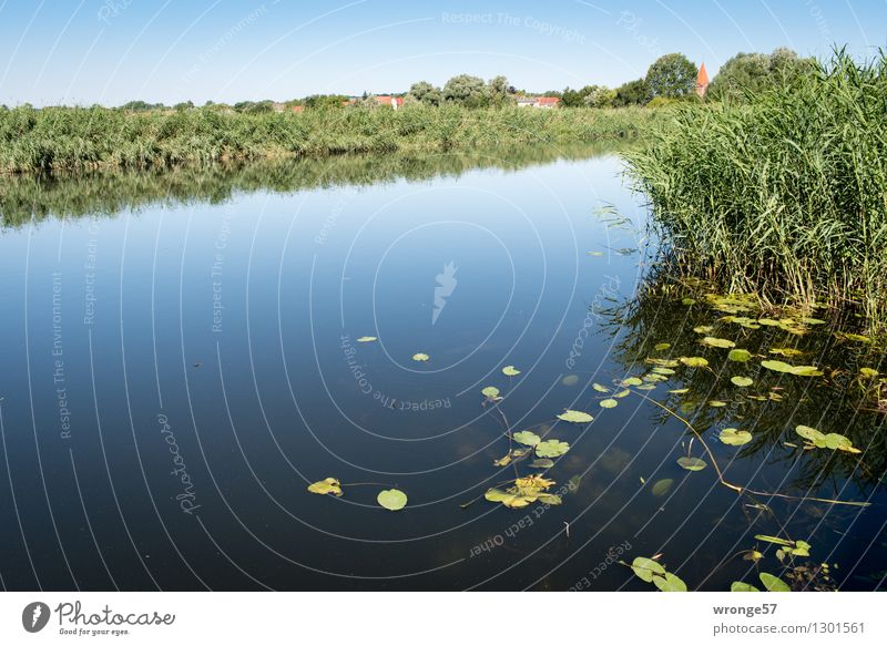 Am Warnowufer Landschaft Luft Wasser Himmel Wolkenloser Himmel Horizont Sommer Schönes Wetter Pflanze Grünpflanze Wildpflanze Schilfrohr Riedgras Seerosen