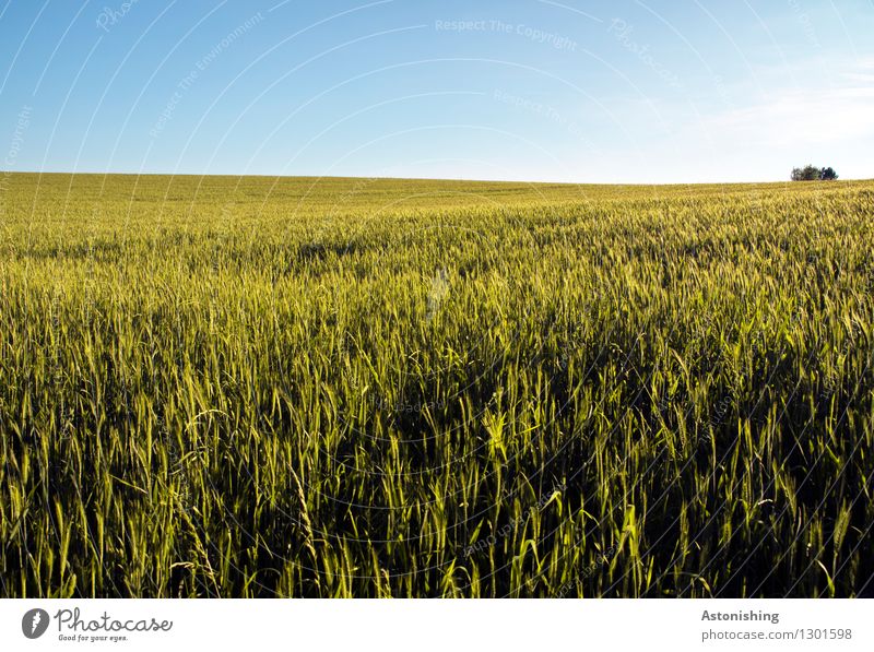 Feld Umwelt Natur Landschaft Pflanze Luft Himmel Wolkenloser Himmel Horizont Sommer Wetter Schönes Wetter Baum Nutzpflanze Getreide Österreich Wachstum hell