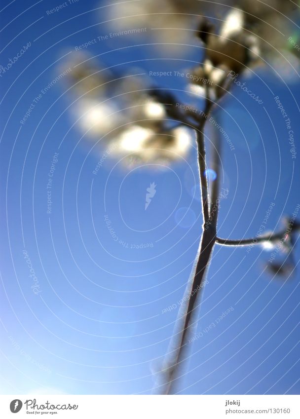 Entschärft II Gras Ähren Fussel Stengel Unschärfe Botanik Wachstum Pflanze erleuchten Sommer Frühling Wiese Halm Blüte springen Natur Froschperspektive