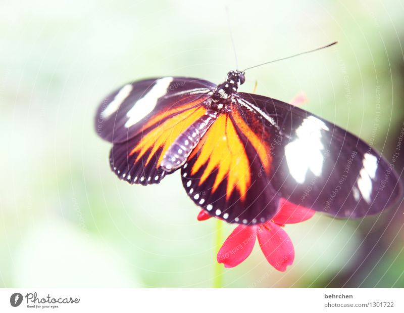 verstrahlt Natur Pflanze Tier Frühling Sommer Schönes Wetter Blume Blatt Blüte Garten Park Wiese Wildtier Schmetterling Flügel 1 beobachten Erholung fliegen