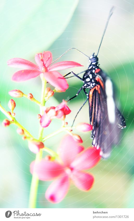 zünglein Natur Pflanze Tier Frühling Sommer Blume Blatt Blüte Garten Park Wiese Wildtier Schmetterling Tiergesicht Flügel 1 Erholung fliegen Fressen sitzen