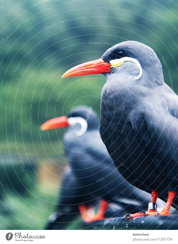 augen geradeaus! Natur Tier Wildtier Vogel Tiergesicht Flügel Feder inkaseeschwalbe beobachten Erholung fliegen sitzen außergewöhnlich Coolness exotisch schön