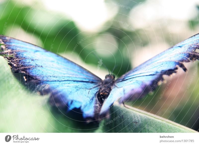 blue port Natur Pflanze Tier Frühling Sommer Baum Blatt Garten Park Wiese Wildtier Schmetterling Flügel blauer morphofalter 1 Erholung fliegen sitzen