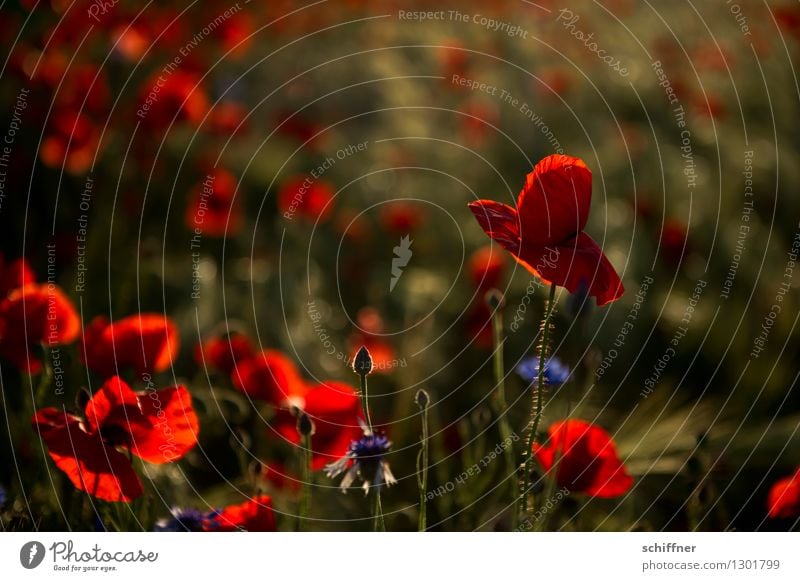 Spreedorado | Tell me why ... Pflanze Sonnenaufgang Sonnenuntergang Schönes Wetter Blume Blüte Wiese Feld rot Mohn Mohnblüte Mohnfeld Mohnkapsel Mohnblatt