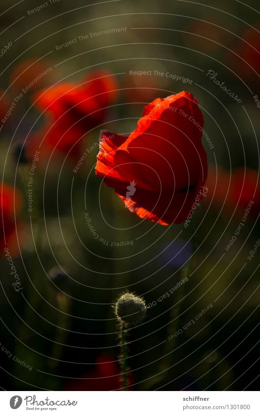 Spreedorado | Rote Rüsche Pflanze Blume Blüte Wiese Feld rot Mohn Mohnblüte Mohnfeld Mohnkapsel Mohnblatt Klatschmohn Kornblume Außenaufnahme Abend Dämmerung