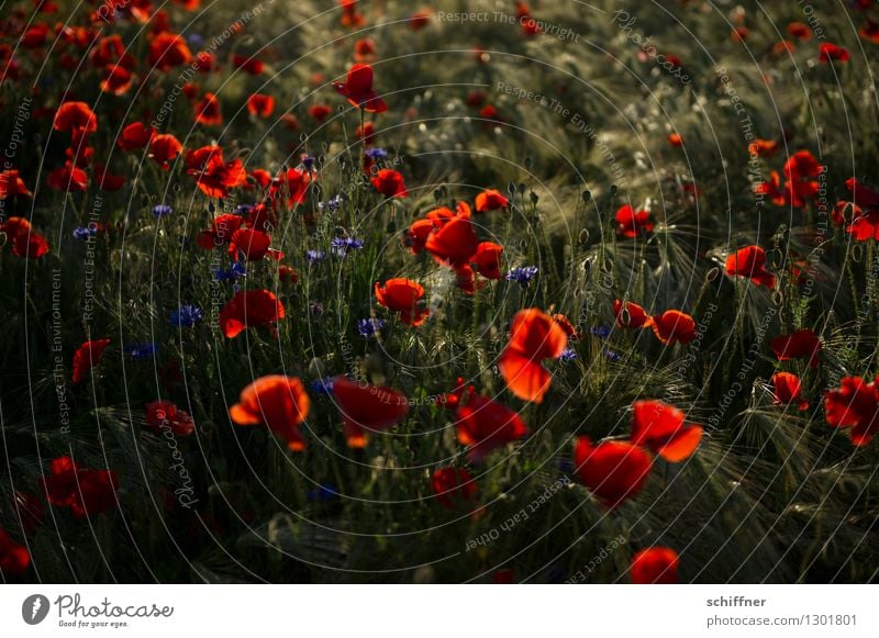 Spreedorado | Montag ist Mohntag Natur Pflanze Schönes Wetter Blüte Nutzpflanze Feld blau rot Mohnblüte Mohnfeld Mohnkapsel Mohnblatt Kornblume Gersten