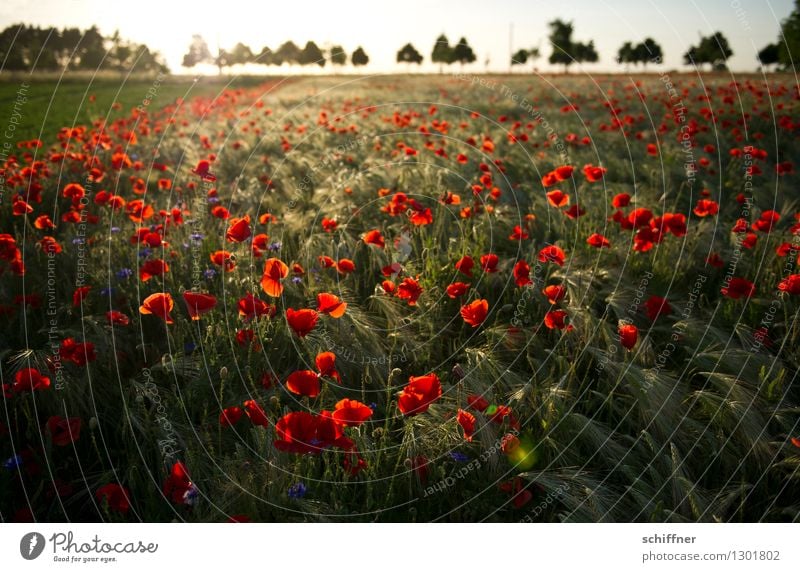 Spreedorado | rot sehen Umwelt Natur Landschaft Pflanze Sonnenaufgang Sonnenuntergang Sonnenlicht Baum Blume Gras Wiese Feld Mohn Mohnblüte Mohnfeld Mohnkapsel