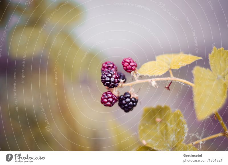 Mûre Natur Herbst Pflanze Sträucher Blatt Wildpflanze lecker Brombeerbusch Brombeeren reif unreif herbstlich Saison Frucht Beeren Beerensträucher Farbfoto