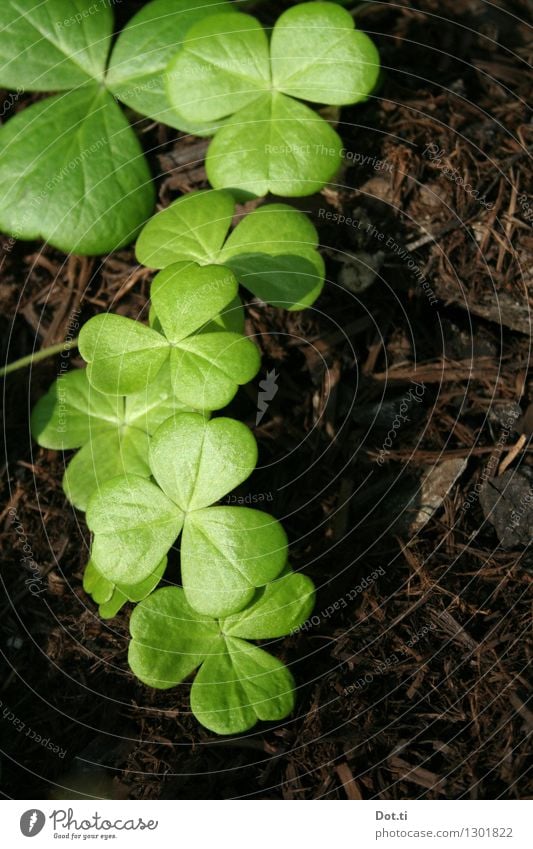 Mähnäbteklee? Natur Pflanze Erde Blatt Grünpflanze grün Glück Klee Kleeblatt frisch herzförmig Farbfoto Außenaufnahme Menschenleer Textfreiraum rechts