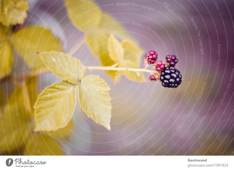 Blackberry Natur Herbst Pflanze Sträucher Blatt Wildpflanze lecker Brombeerbusch Brombeeren reif unreif herbstlich Saison Frucht Beeren Beerensträucher Farbfoto