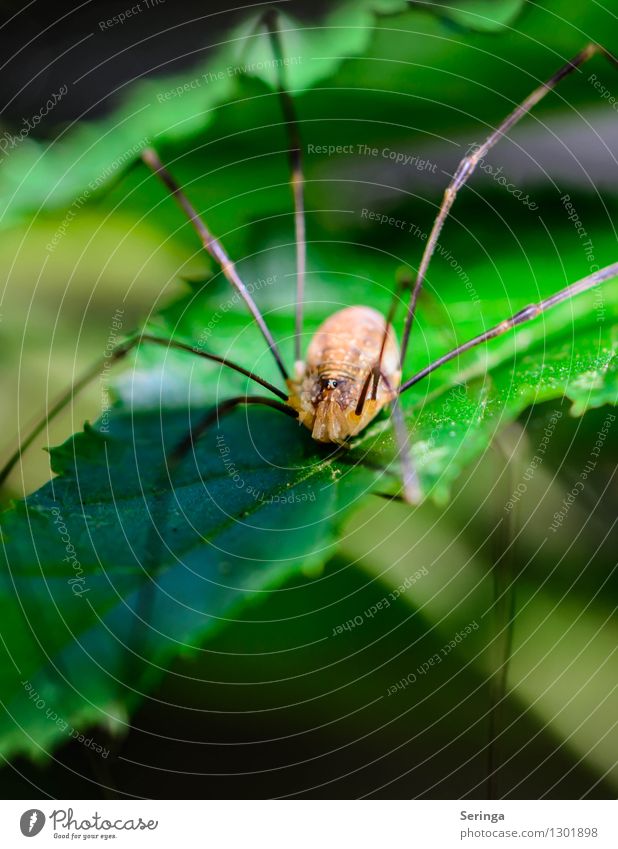 Meister Langbein Natur Landschaft Pflanze Tier Sonnenlicht Sommer Baum Garten Park Wiese Feld Wald Spinne Tiergesicht 1 krabbeln Weberknecht Insekt Farbfoto