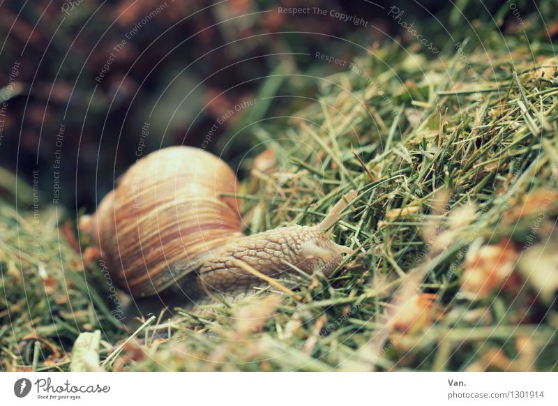 Schneckversteck Natur Tier Gras Schnecke 1 klein Misthaufen Farbfoto mehrfarbig Außenaufnahme Nahaufnahme Menschenleer Tag Tierporträt