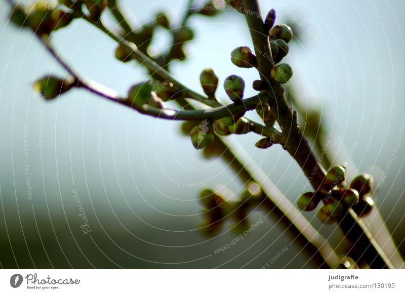 Frühling Wachstum gedeihen Umwelt Pflanze Baum Farbe Zweig Blütenknospen neu Natur Ast Trieb Außenaufnahme