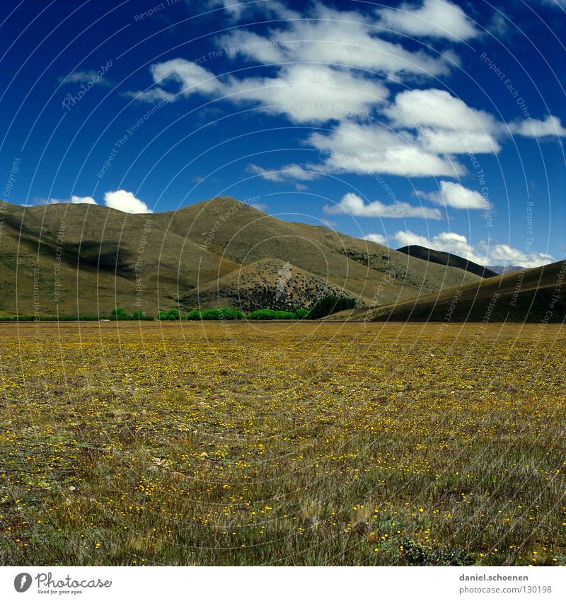 Himmel über Neuseeland Wolken Frühling Sommer Wiese Hügel Südinsel Luft Umwelt Ferien & Urlaub & Reisen Fernweh grün weiß gelb Blume Blumenwiese Einsamkeit