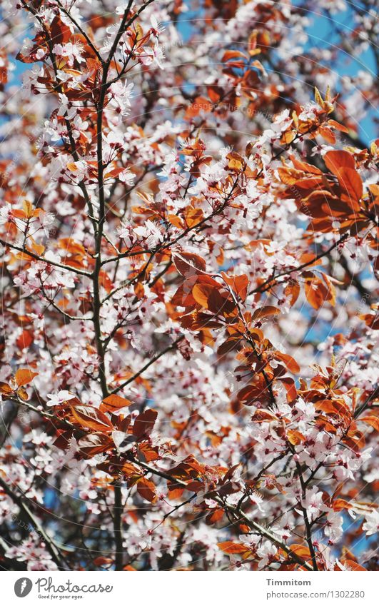 Warte nur, balde blühest du auch. Natur Pflanze Schönes Wetter Blüte Blühend ästhetisch natürlich Wärme blau weiß Frühling Farbfoto Blutpflaume Kirschpflaume