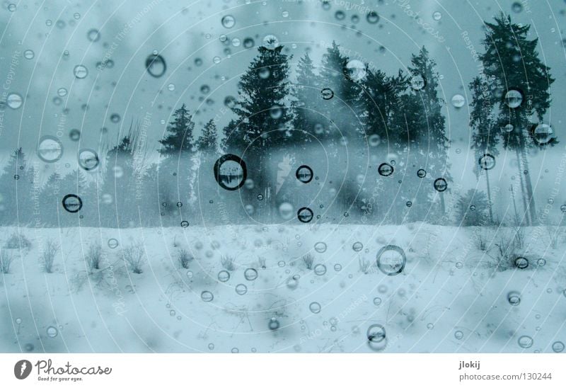 Feuchtwald III Fenster Wald Schnee Gegend Hügel aufwärts Baum Gras Wiese Nadelbaum Nadelwald Biotop Natur Winter Jahreszeiten Holzmehl Feld Doppelbelichtung