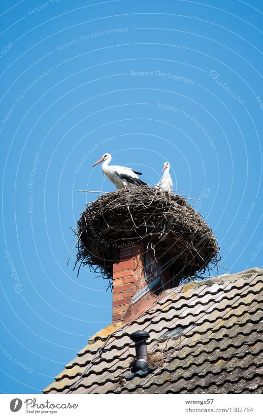 Heimkommen | Horst Umwelt Sommer Schönes Wetter Haus Dach Schornstein Tier Wildtier Vogel Storch 2 Tierpaar natürlich Neugier blau grau schwarz weiß Nest Himmel