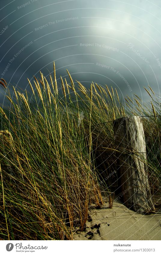 Ostseesommer Natur Landschaft Pflanze Sand Luft Himmel Sommer Klima Gewitter dünenpflanzen Küste Strand Düne leuchten bedrohlich natürlich blau braun grau grün