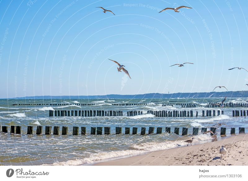 Ostseestrand mit Buhnen und Möwen Freizeit & Hobby Ferien & Urlaub & Reisen Meer Vogel Tiergruppe alt historisch Idylle Brandung Heringsmöwe Flug Gischt Stack