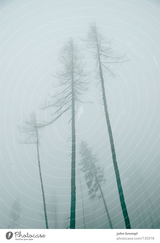 blair witch project pt I Nebel Baum Wald dunkel gruselig Geister u. Gespenster Tanne Fichte Vergänglichkeit kahlschlag grau grausen füchterlich aaargh Tod over