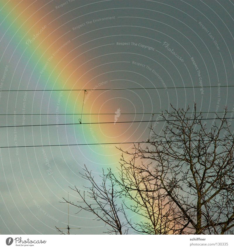 Traumhafte Oberleitung Regenbogen Wetter dunkel träumen traumhaft Baum laublos verdorrt Winter Spektralfarbe Wolken Sturm Unwetter Vergänglichkeit Himmel