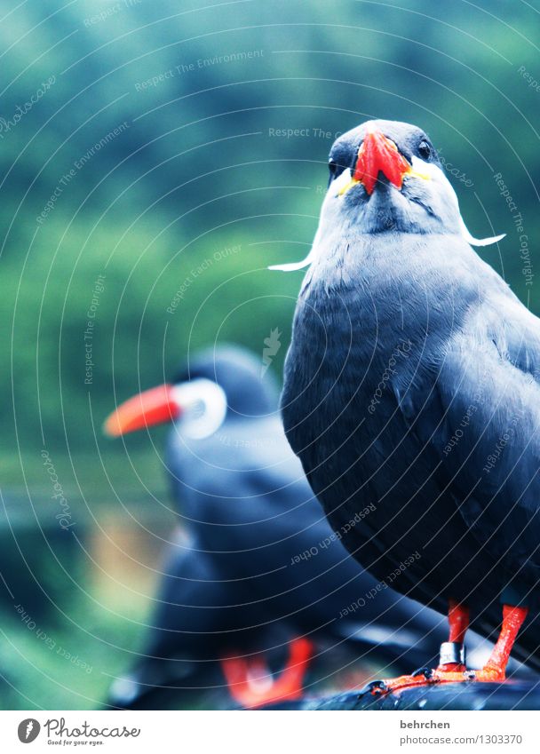 watbistndufürnvogel? Natur Tier Frühling Sommer Garten Park Wald Wildtier Vogel Tiergesicht Flügel inkaseeschwalbe Seeschwalben beobachten Erholung fliegen