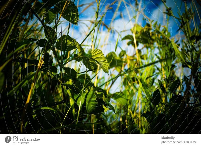 Blick vom Gras Sommer Garten Natur Landschaft Pflanze Himmel Wolken Blatt Wiese Wachstum frisch hell natürlich Sauberkeit wild blau grün Farbe Ackerbau