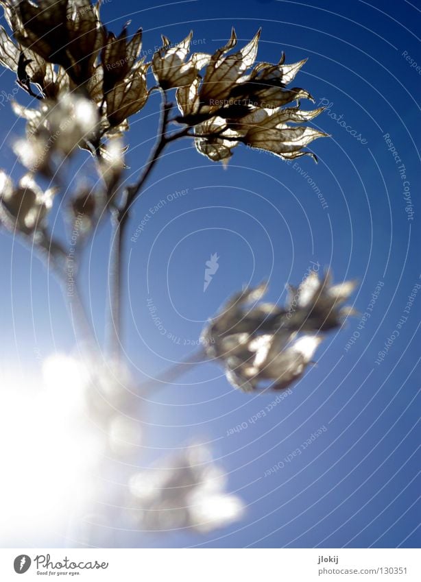 Sonnengetrocknet Gras Ähren Fussel Stengel Unschärfe Botanik Wachstum Pflanze erleuchten Licht Sommer Frühling Wiese Halm Blüte springen Natur Froschperspektive