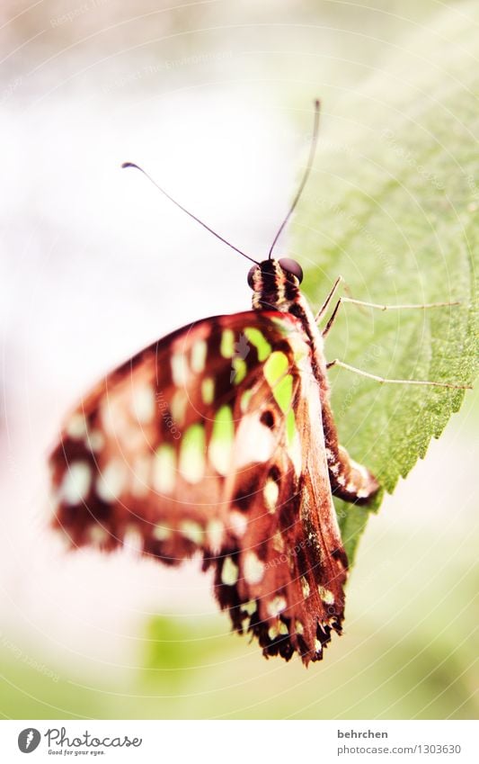 abhängen Natur Pflanze Tier Baum Sträucher Blatt Garten Park Wiese Wildtier Schmetterling Flügel Fühler Auge Beine 1 beobachten Erholung fliegen Fressen