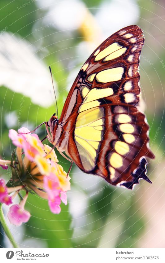 bang boom bang Natur Pflanze Tier Frühling Sommer Blume Blatt Blüte Garten Park Wiese Wildtier Schmetterling Flügel 1 beobachten Blühend Duft Erholung fliegen