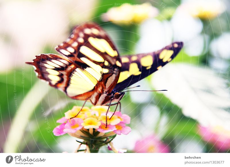 farbenfroh Natur Pflanze Tier Blume Sträucher Blatt Blüte Garten Park Wiese Wildtier Schmetterling Tiergesicht Flügel 1 beobachten Blühend Duft fliegen Fressen