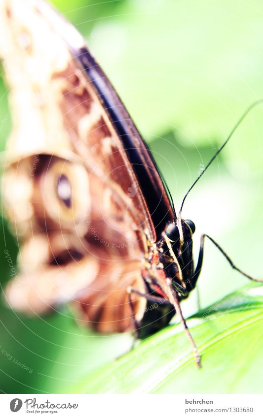 glubschi Natur Pflanze Tier Baum Sträucher Blatt Garten Park Wiese Wildtier Schmetterling Tiergesicht Flügel blauer morphofalter 1 beobachten Erholung fliegen