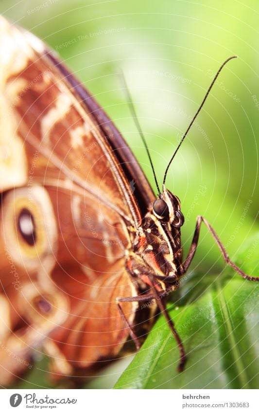 glotzen Natur Pflanze Tier Frühling Sommer Schönes Wetter Baum Sträucher Blatt Garten Park Wiese Wildtier Schmetterling Tiergesicht Flügel 1 beobachten Erholung