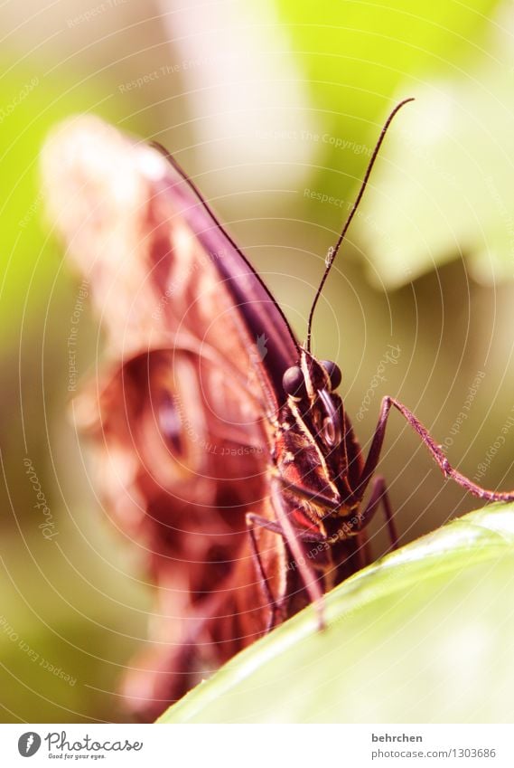 guckst du Natur Pflanze Tier Frühling Sommer Schönes Wetter Baum Blatt Garten Park Wiese Wildtier Schmetterling Tiergesicht Flügel 1 beobachten Erholung fliegen