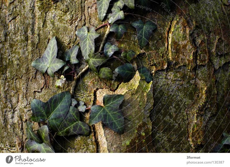 efeu Sträucher Baum Geäst Blatt Nieselregen feucht Trauer Märchen fantastisch träumen Verhext Einsamkeit trist November kalt Tau Morgen Nebel Herbst Winter