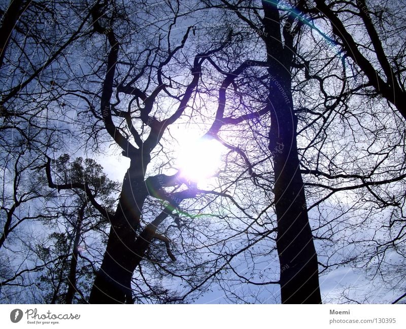 Siehst du die Sonne? Baum dunkel hell grell scheinend Himmel Wolken hell-blau Wald Licht Ast Sommertag blenden Freude Erfrischung