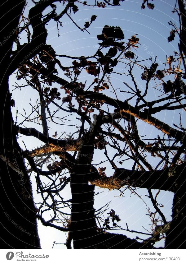 hoch hinaus Natur Pflanze Himmel Blatt Wachstum blau braun Perspektive Baumrinde Geäst Ast Zweig Kontrast Menschenleer