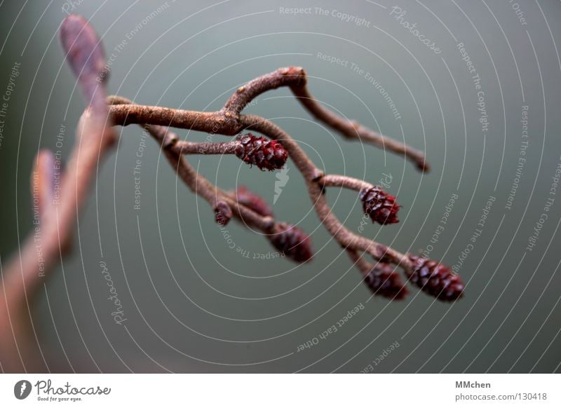 Kraft tanken braun Rest Herbst Winter Frühling Makroaufnahme Nahaufnahme Park Zweig Ast getrocknet vertrocknet herbstlich