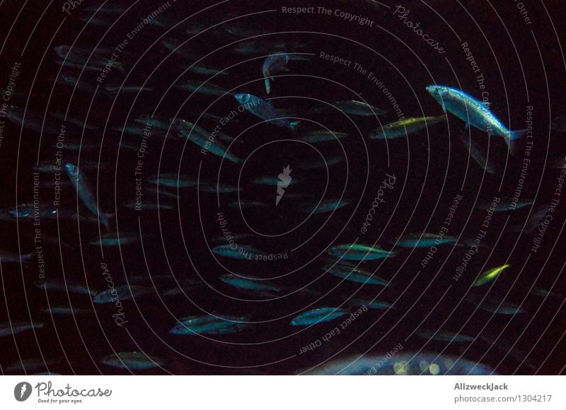Fischschwarm III Tier Aquarium Schwarm Schwimmen & Baden dunkel blau schwarz Gesellschaft (Soziologie) orientierungslos unruhig durcheinander zappelig Farbfoto