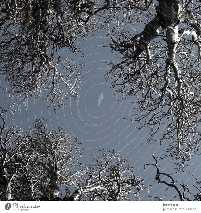 Kronen im Quadrat Wolkenloser Himmel Klima Ausdauer holzig Ausmaß Baumstamm Ast Baumkrone Gedeckte Farben abstrakt Strukturen & Formen Schatten Silhouette